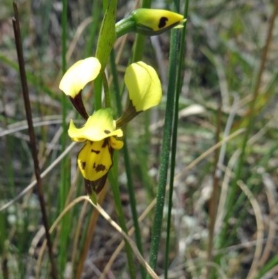 Diuris sulphurea (Tiger Orchid) at Canberra Central, ACT - 24 Oct 2015 by galah681