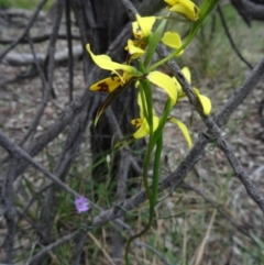 Diuris sulphurea (Tiger Orchid) at Canberra Central, ACT - 24 Oct 2015 by galah681