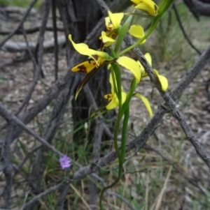 Diuris sulphurea at Canberra Central, ACT - 24 Oct 2015