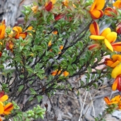 Pultenaea procumbens (Bush Pea) at Canberra Central, ACT - 23 Oct 2015 by galah681