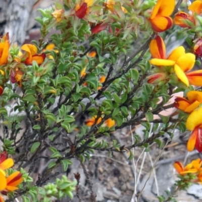 Pultenaea procumbens (Bush Pea) at Canberra Central, ACT - 23 Oct 2015 by galah681
