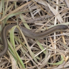 Delma impar (Striped Legless-lizard) at Gungahlin, ACT - 23 Oct 2013 by GeoffRobertson