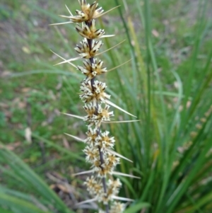 Lomandra longifolia at Canberra Central, ACT - 24 Oct 2015