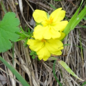 Hibbertia calycina at Point 11 - 24 Oct 2015 10:40 AM