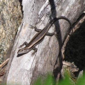 Pseudemoia spenceri at Winifred, NSW - 4 Mar 2015 12:00 AM