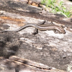 Pseudemoia spenceri at Winifred, NSW - 4 Mar 2015 12:00 AM