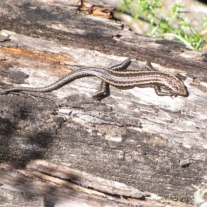 Pseudemoia spenceri at Winifred, NSW - 4 Mar 2015 12:00 AM