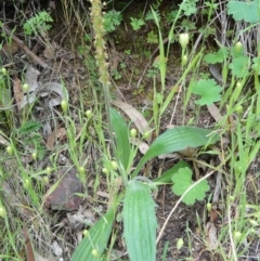 Plantago varia (Native Plaintain) at Canberra Central, ACT - 23 Oct 2015 by galah681