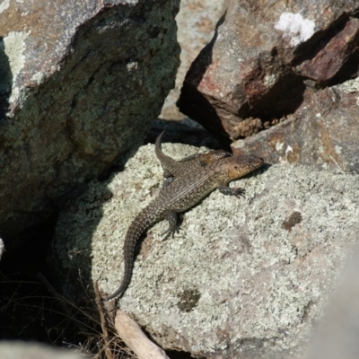 Egernia cunninghami (Cunningham's Skink) at Red Hill, ACT - 17 Sep 2015 by roymcd