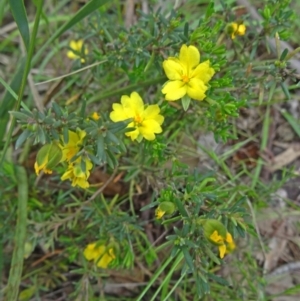 Hibbertia calycina at Canberra Central, ACT - 24 Oct 2015 10:43 AM