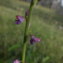 Oxytes brachypoda (Large Tick-trefoil) at Majura, ACT - 3 Nov 2015 by SilkeSma