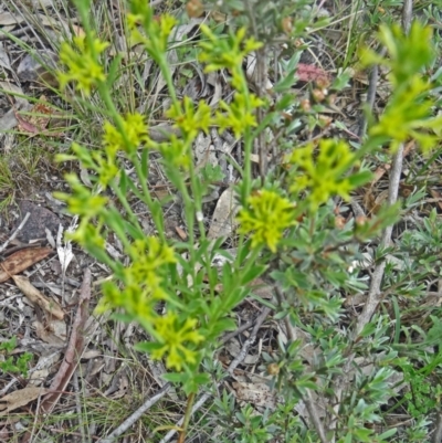 Pimelea curviflora (Curved Rice-flower) at Canberra Central, ACT - 23 Oct 2015 by galah681