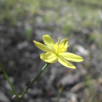 Tricoryne elatior (Yellow Rush Lily) at Mount Ainslie - 3 Nov 2015 by SilkeSma