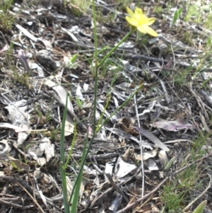 Tricoryne elatior at Campbell, ACT - 3 Nov 2015 04:57 PM