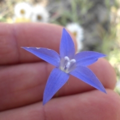 Wahlenbergia luteola (Yellowish Bluebell) at Campbell, ACT - 3 Nov 2015 by SilkeSma