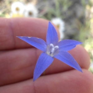 Wahlenbergia luteola at Campbell, ACT - 3 Nov 2015