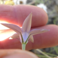 Wahlenbergia luteola at Campbell, ACT - 3 Nov 2015