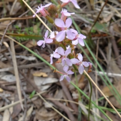 Stylidium graminifolium (Grass Triggerplant) at Canberra Central, ACT - 23 Oct 2015 by galah681