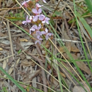 Stylidium graminifolium at Canberra Central, ACT - 24 Oct 2015 10:51 AM