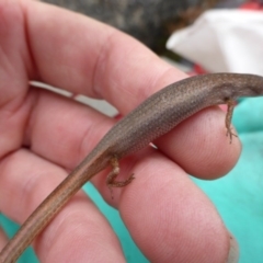 Saproscincus mustelinus (Weasel Skink) at Winifred, NSW - 19 Dec 2013 by GeoffRobertson