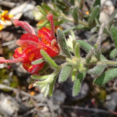 Grevillea alpina (Mountain Grevillea / Cat's Claws Grevillea) at Point 14 - 23 Oct 2015 by galah681