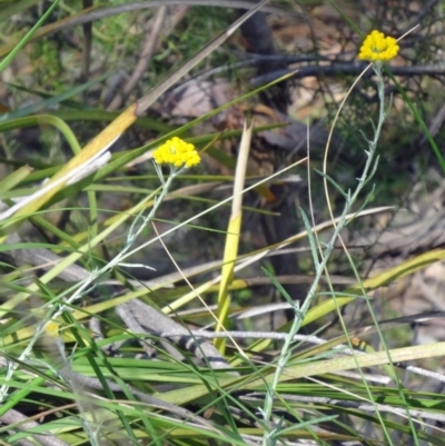 Chrysocephalum semipapposum (Clustered Everlasting) at Canberra Central, ACT - 24 Oct 2015 by galah681