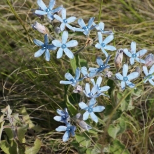 Oxypetalum coeruleum at Garran, ACT - 3 Nov 2015 04:02 PM