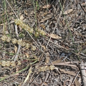 Lomandra multiflora at Canberra Central, ACT - 24 Oct 2015