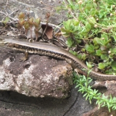 Eulamprus tympanum (Southern Water Skink) at Winifred, NSW - 4 Mar 2015 by GeoffRobertson