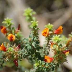 Pultenaea procumbens at Garran, ACT - 13 Oct 2015