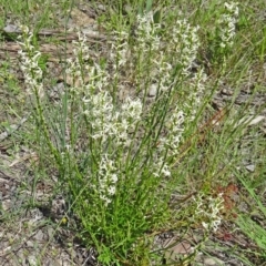 Stackhousia monogyna (Creamy Candles) at Canberra Central, ACT - 24 Oct 2015 by galah681