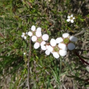 Leptospermum continentale at Canberra Central, ACT - 24 Oct 2015 11:41 AM
