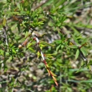 Leptospermum continentale at Canberra Central, ACT - 24 Oct 2015 11:41 AM