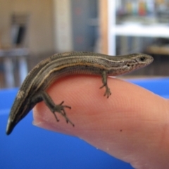 Pseudemoia pagenstecheri (Grassland Tussock-skink) at Bredbo, NSW - 16 Oct 2012 by GeoffRobertson