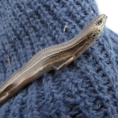 Acritoscincus duperreyi (Eastern Three-lined Skink) at Polo Flat, NSW - 2 Nov 2012 by GeoffRobertson