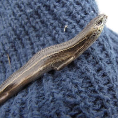 Acritoscincus duperreyi (Eastern Three-lined Skink) at Polo Flat, NSW - 2 Nov 2012 by GeoffRobertson