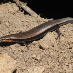 Acritoscincus platynotus (Red-throated Skink) at Winifred, NSW - 5 Dec 2012 by GeoffRobertson