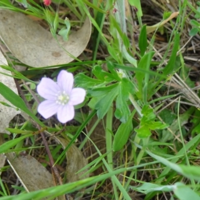 Geranium solanderi (Native Geranium) at Canberra Central, ACT - 24 Oct 2015 by galah681