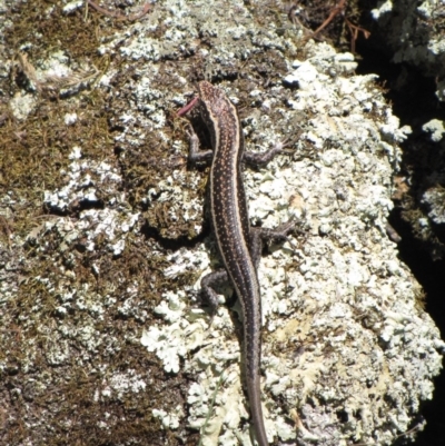 Pseudemoia spenceri (Spencer's Skink) at Winifred, NSW - 4 Oct 2011 by GeoffRobertson