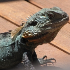 Intellagama lesueurii howittii (Gippsland Water Dragon) at ANBG - 19 Jan 2013 by GeoffRobertson