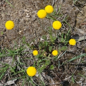 Leptorhynchos squamatus at Canberra Central, ACT - 24 Oct 2015