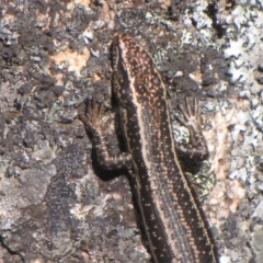 Pseudemoia spenceri (Spencer's Skink) at Winifred, NSW - 8 Dec 2012 by GeoffRobertson