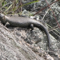 Egernia cunninghami (Cunningham's Skink) at Winifred, NSW - 3 Oct 2011 by GeoffRobertson