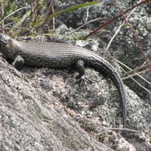 Egernia cunninghami at Winifred, NSW - 4 Oct 2011 12:00 AM