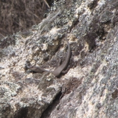 Egernia saxatilis (Black Rock Skink) at Winifred, NSW - 4 Oct 2011 by GeoffRobertson