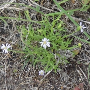 Vittadinia muelleri at Canberra Central, ACT - 24 Oct 2015