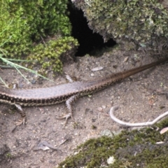 Eulamprus heatwolei (Yellow-bellied Water Skink) at Winifred, NSW - 7 Oct 2011 by GeoffRobertson