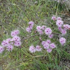 Kunzea parvifolia (Violet Kunzea) at Canberra Central, ACT - 24 Oct 2015 by galah681