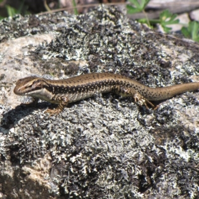 Eulamprus tympanum (Southern Water Skink) at Winifred, NSW - 29 Oct 2011 by GeoffRobertson