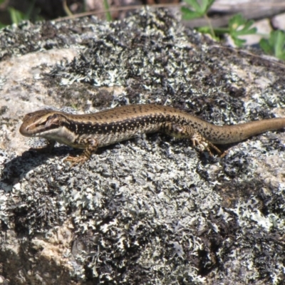 Eulamprus tympanum (Southern Water Skink) at Winifred, NSW - 30 Oct 2011 by GeoffRobertson